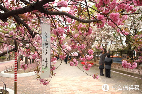 专题：一期一会——日本“花见会”带你尽享樱花魅力