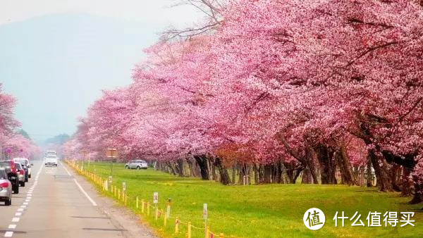 专题：一期一会——日本“花见会”带你尽享樱花魅力