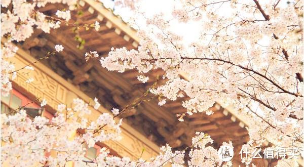 专题：一期一会——日本“花见会”带你尽享樱花魅力