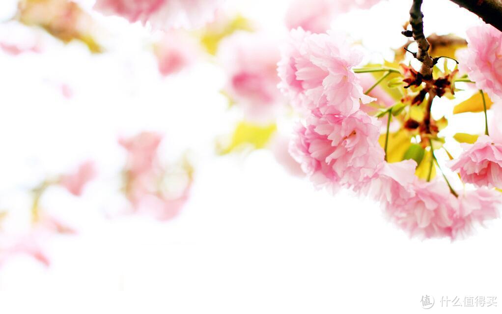 专题：一期一会——日本“花见会”带你尽享樱花魅力