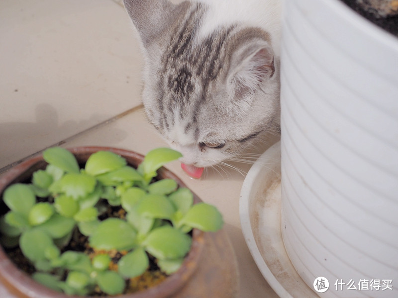 年花绽放猴猴睇，在家里也可以春暖花开