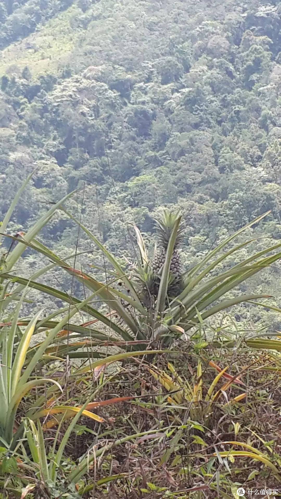 亚洲必来地 亚庇(沙巴)游记