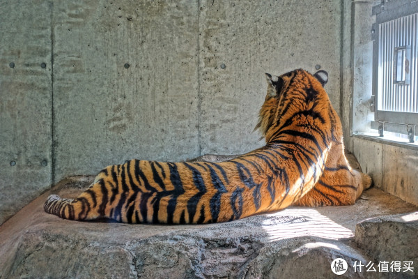 下面是霸气更加侧漏的老虎