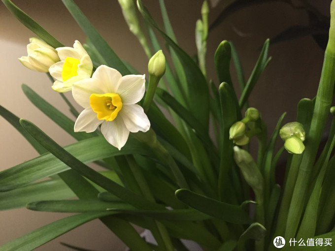 我的水仙花水养记 金融服务 什么值得买