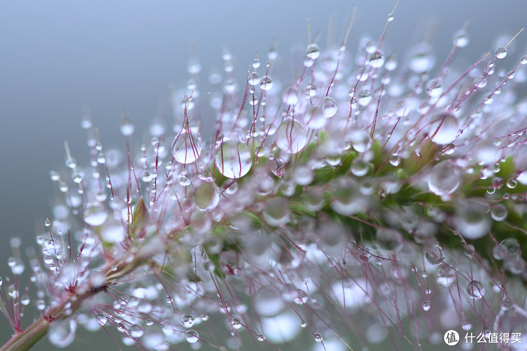 VC光学防抖升级：TAMRON 腾龙 发布SP 90mm F2.8 Di MACRO 1:1 VC USD微距镜头