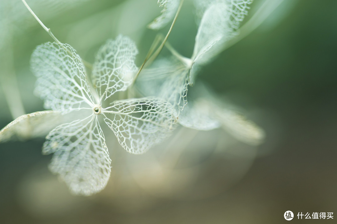 VC光学防抖升级：TAMRON 腾龙 发布SP 90mm F2.8 Di MACRO 1:1 VC USD微距镜头