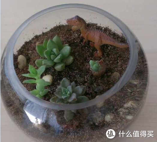 谈谈我和多肉那点事:第一篇