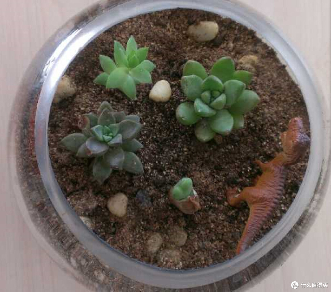 谈谈我和多肉那点事:第一篇
