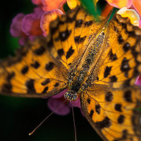 【老婆逼我写原创】 篇一：适马 Sigma 150mm F2.8 OS Macro 微距镜头使用感受