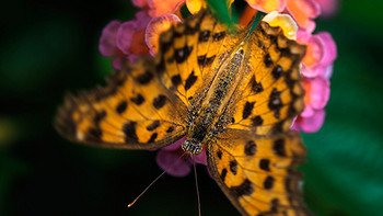 适马 Sigma 150mm F2.8 OS Macro 微距镜头使用感受