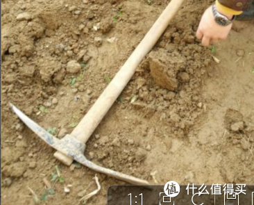 开春了,网购几株果树种在小花园中吧