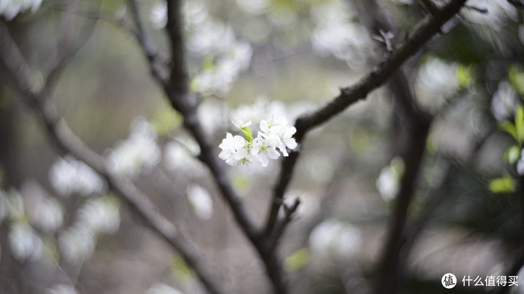 复刻经典：Petzval 匹兹瓦镜头 58mm F1.9 开箱