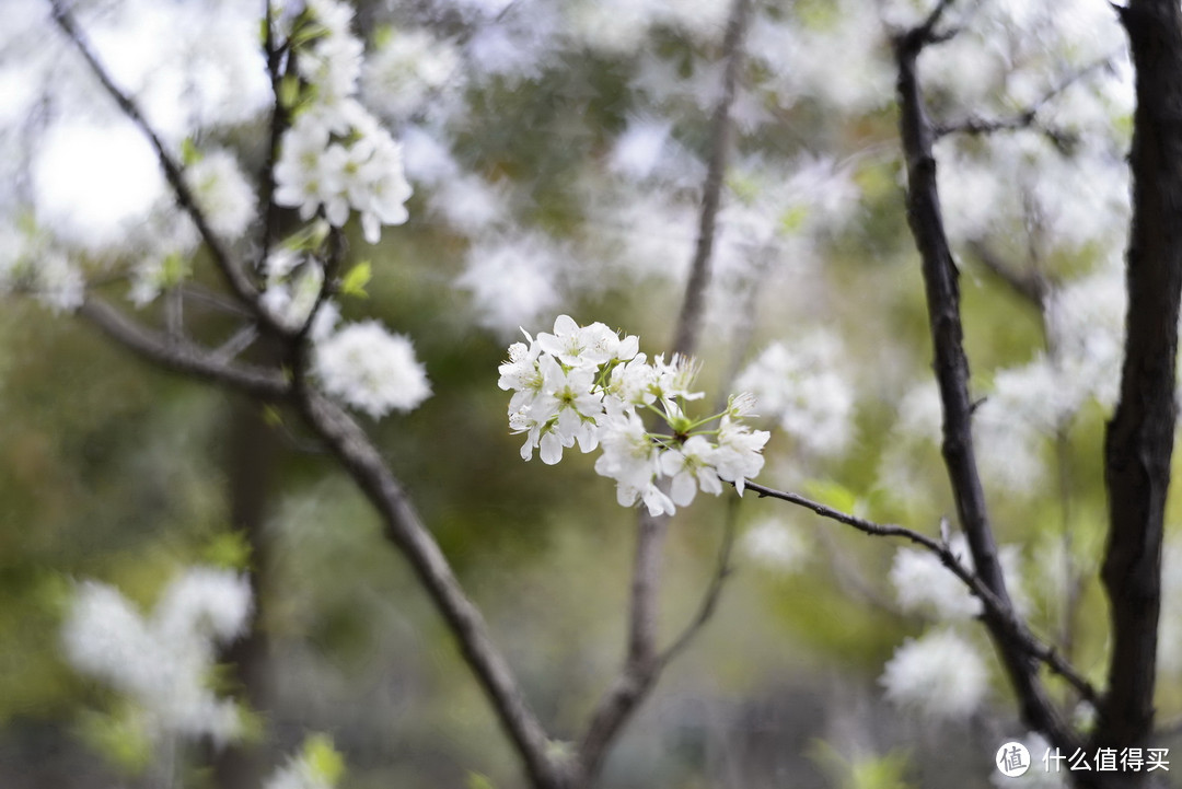 复刻经典：Petzval 匹兹瓦镜头 58mm F1.9 开箱