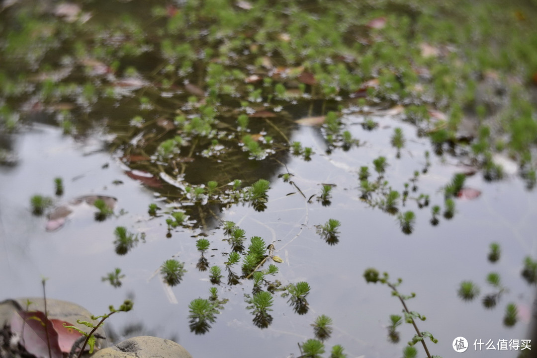 复刻经典：Petzval 匹兹瓦镜头 58mm F1.9 开箱