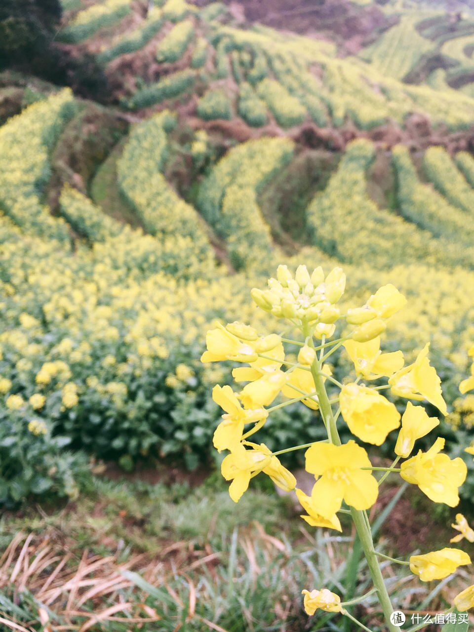 江西婺源油菜花