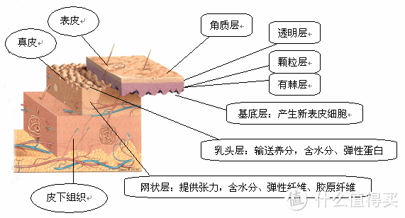 护肤零基础入门知识简谈（完结）