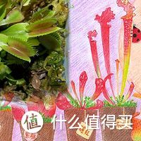 《值客说》第35期：那些年欠他们的碎银子——春天需要小清新  花花草草待打赏