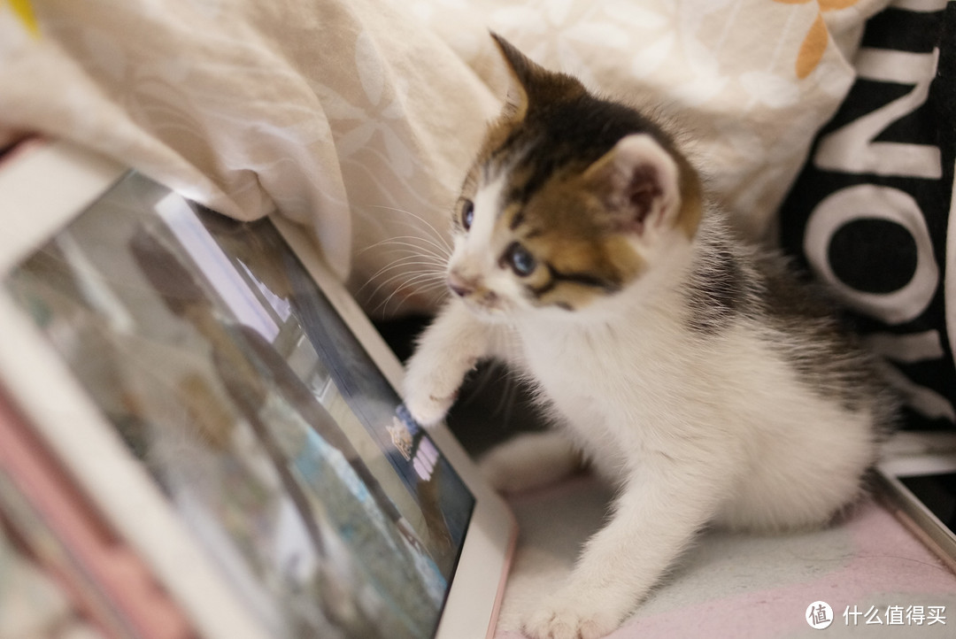 捡到一只小奶猫 — 幼猫照顾喂养指南