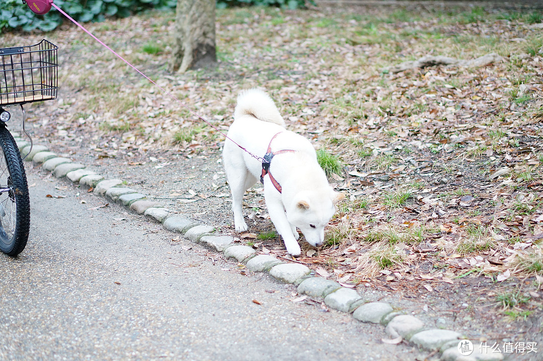 路边的柴犬/秋田