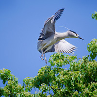 【老婆逼我写原创】 篇二：Diao丝长焦利器：Tamron 腾龙 SP70-300mm F4-5.6 VC 微距镜头使用感受