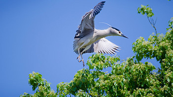 【老婆逼我写原创】 篇二：Diao丝长焦利器：Tamron 腾龙 SP70-300mm F4-5.6 VC 微距镜头使用感受