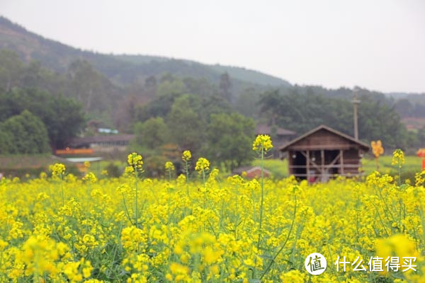 专题：寻找花姑娘——春季油菜花观赏地推荐