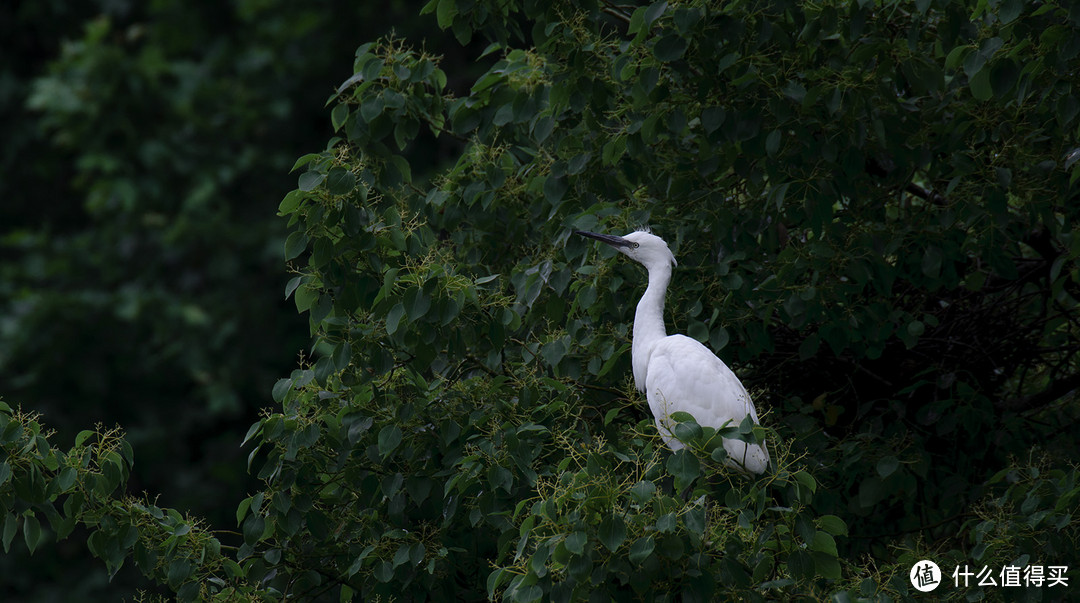 Diao丝长焦利器：Tamron 腾龙 SP70-300mm F4-5.6 VC 微距镜头使用感受