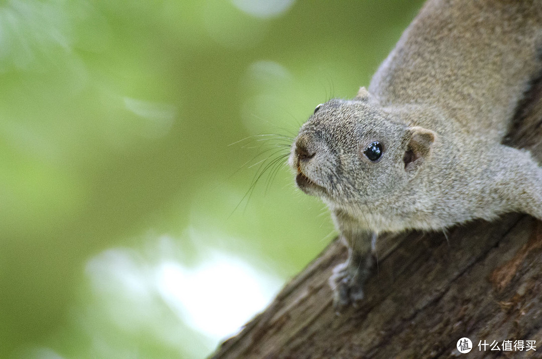 Diao丝长焦利器：Tamron 腾龙 SP70-300mm F4-5.6 VC 微距镜头使用感受