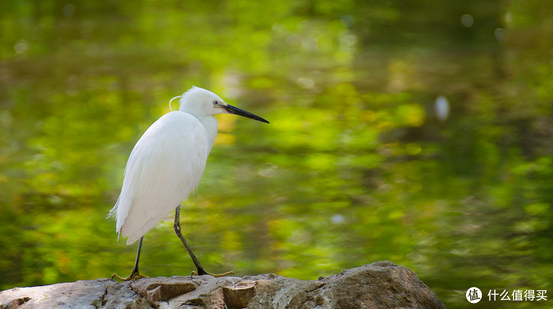 Diao丝长焦利器：Tamron 腾龙 SP70-300mm F4-5.6 VC 微距镜头使用感受