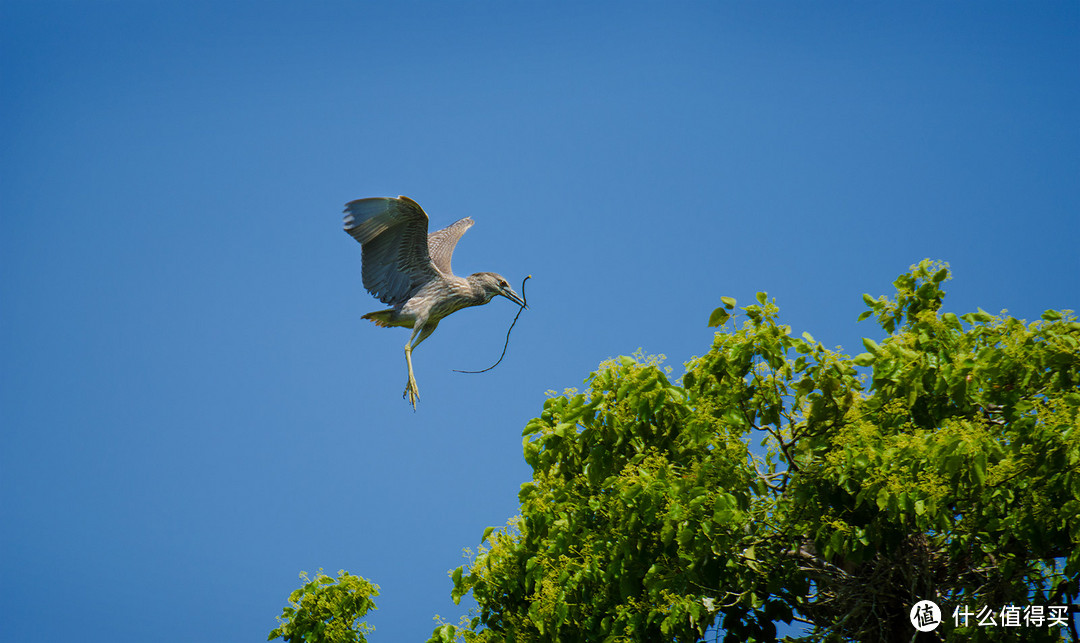 Diao丝长焦利器：Tamron 腾龙 SP70-300mm F4-5.6 VC 微距镜头使用感受