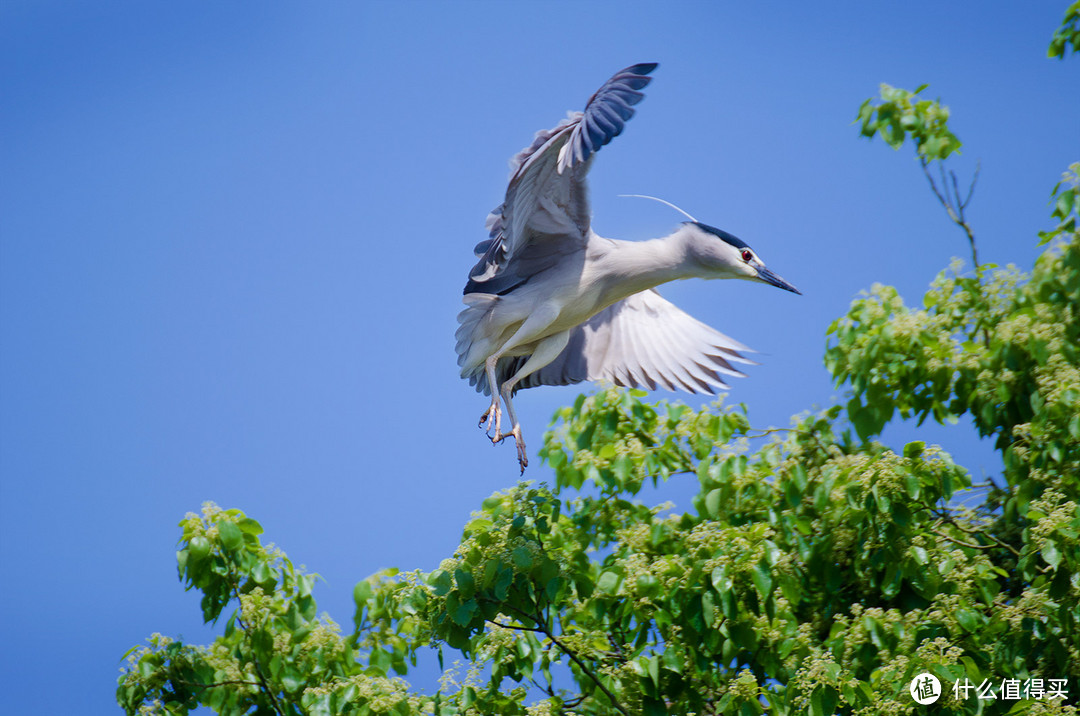 Diao丝长焦利器：Tamron 腾龙 SP70-300mm F4-5.6 VC 微距镜头使用感受