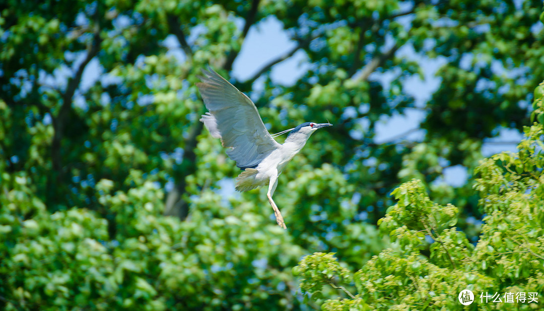 Diao丝长焦利器：Tamron 腾龙 SP70-300mm F4-5.6 VC 微距镜头使用感受