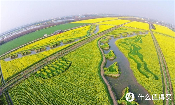 专题：寻找花姑娘——春季油菜花观赏地推荐