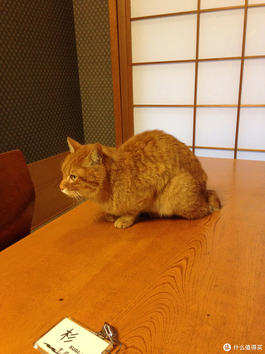 奈良的鹿和鹿饼，名古屋的猫和鳗鱼饭