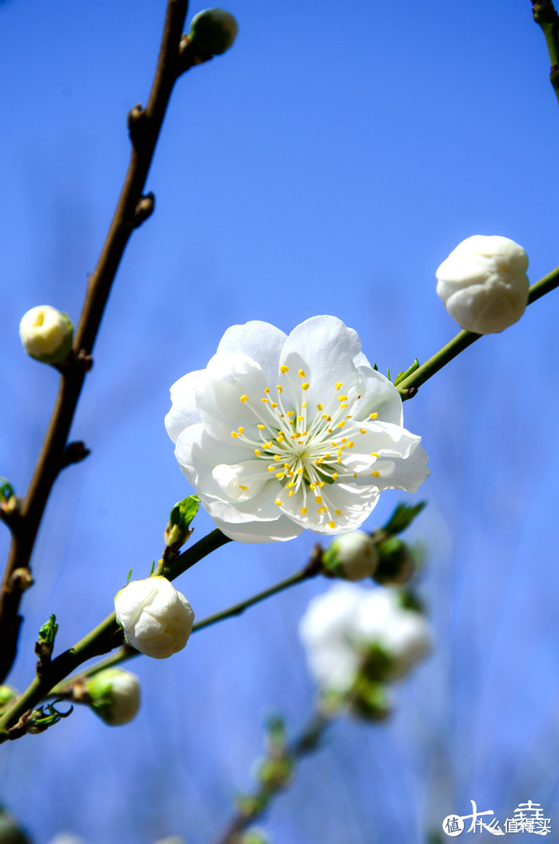 #莫负好春光#北京春季赏花观景小攻略（内有大图）