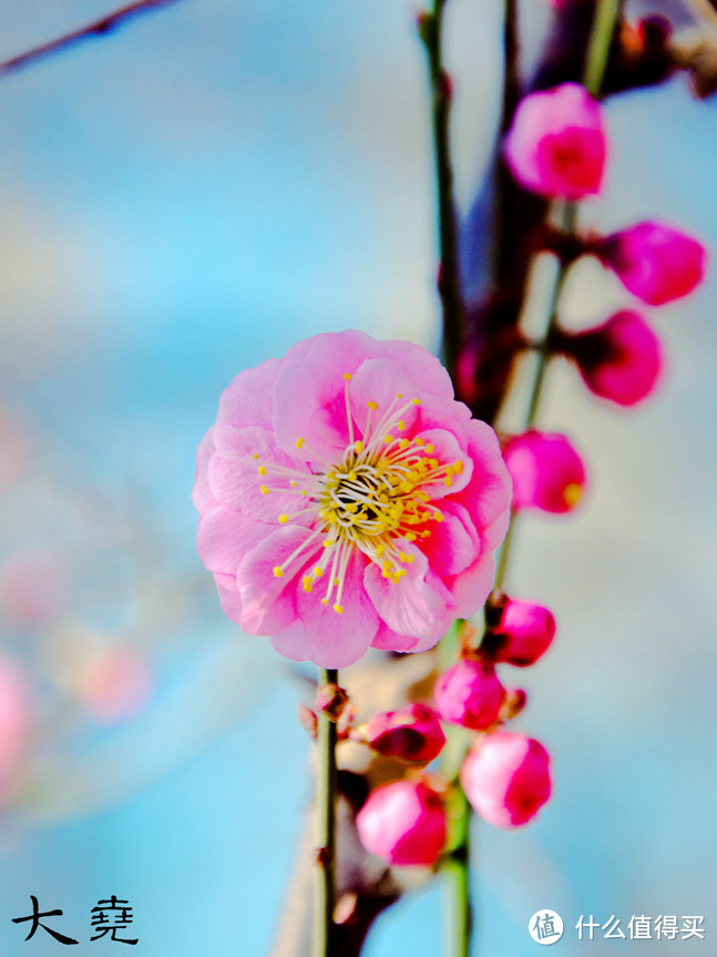 #莫负好春光#北京春季赏花观景小攻略（内有大图）