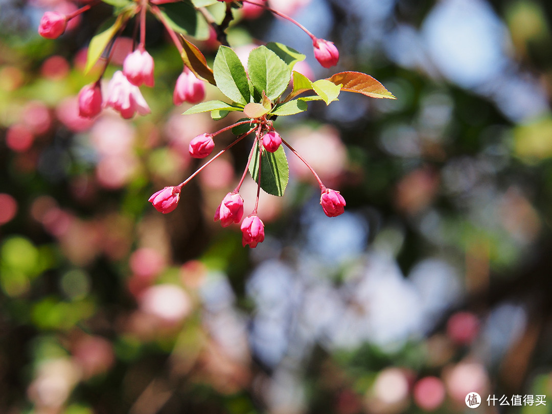 #本站首晒# Panasonic 松下 X45-175 f/4-5.6 OIS 镜头