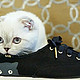 KedsTaylor Swift Sneaky Cat 小白猫猫鞋，去踏青喽！