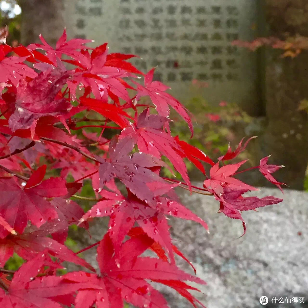 日本关西深秋7日自由行（多图慎入！有吃货）