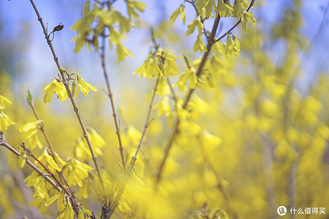 索尼 ILCE-7M2+FE55/1.8试片：人像及风景分享