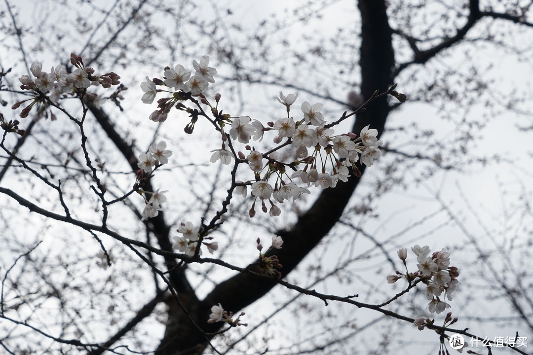 自由东京，樱花未满