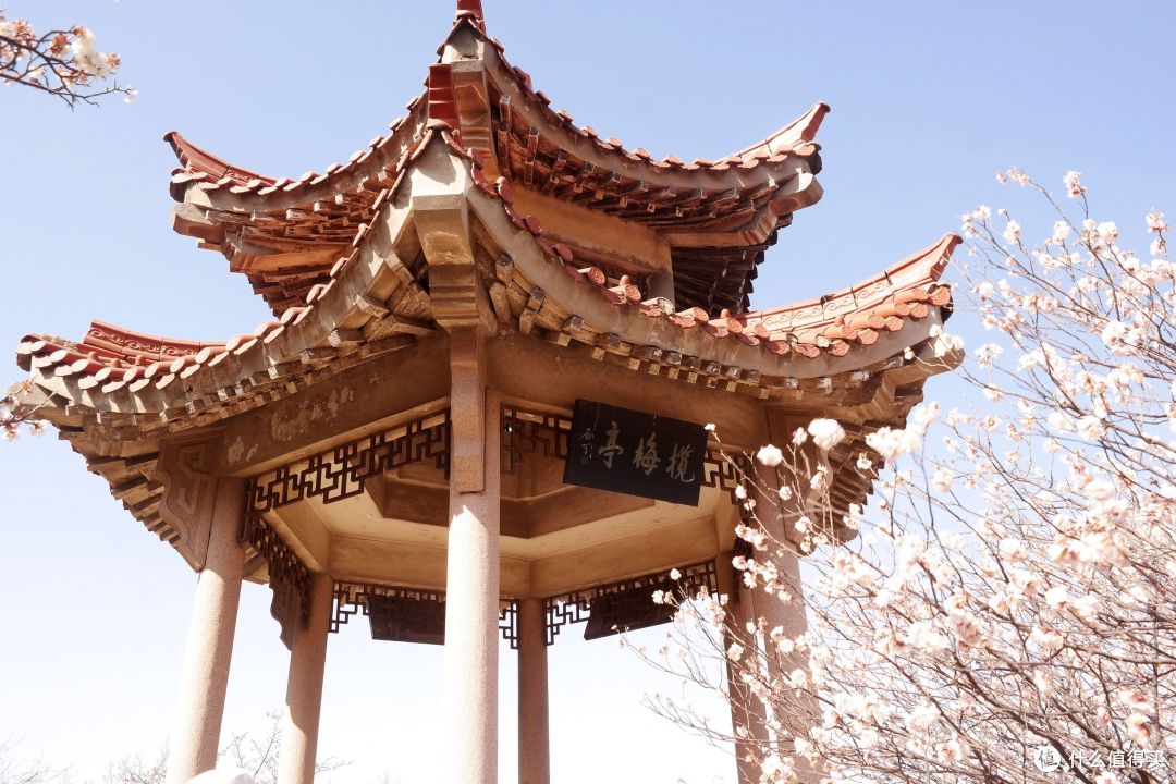 莫负好春光#待到山花烂漫时,她在丛中笑——青岛李沧十梅庵游记