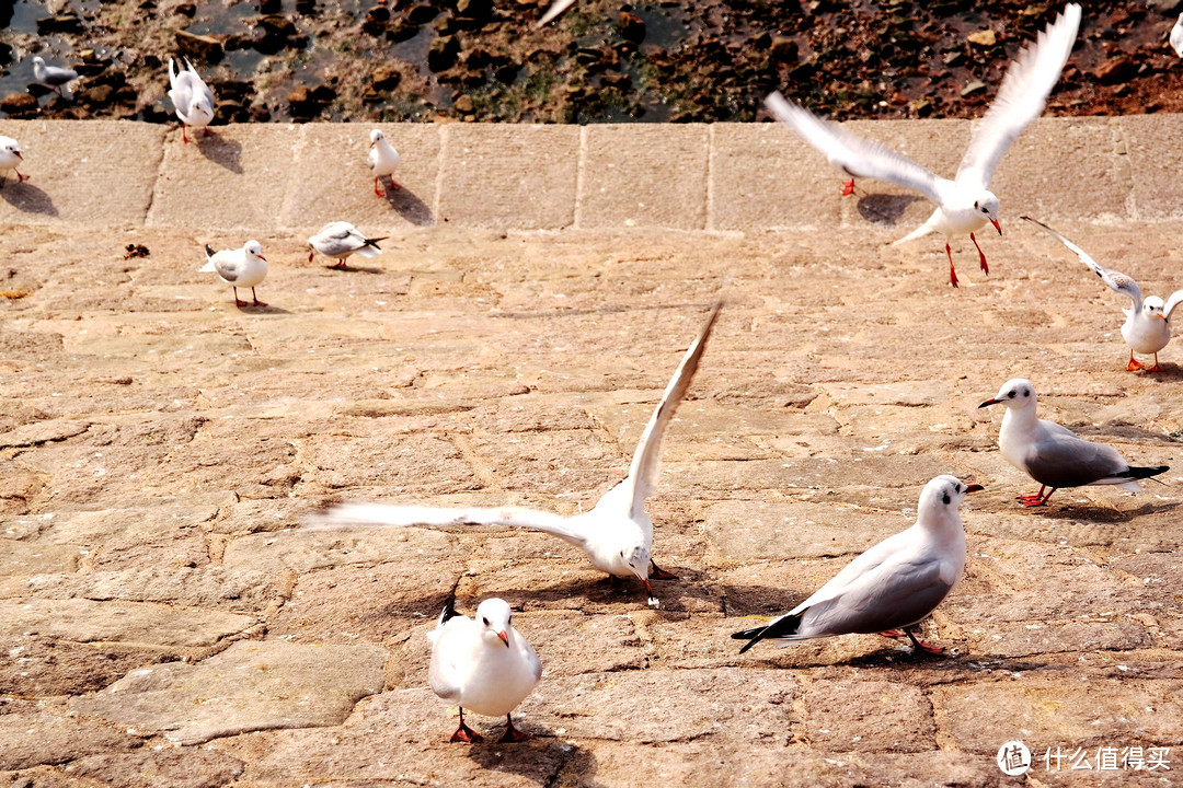 青岛栈桥：一起来喂海鸥吧