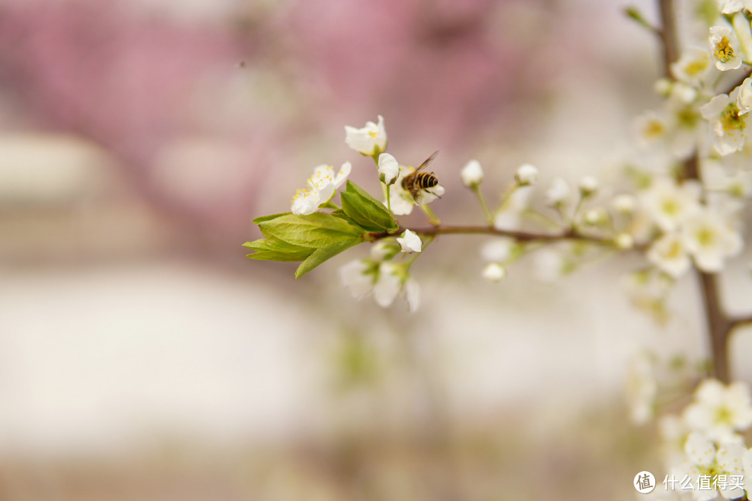 #本站首晒# 吃个螃蟹——SIGMA 适马 30mm F1.4 DC DN E卡口 镜头体验