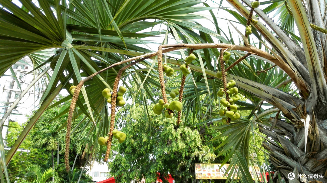 第三日 芭堤雅海滩