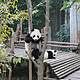 #莫负好春光# 萌团子乐园——成都大熊猫繁育研究基地一日游