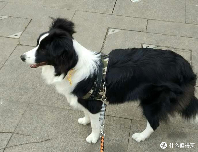 边境牧羊犬养成攻略 如何养好一只边境牧羊犬 什么值得买