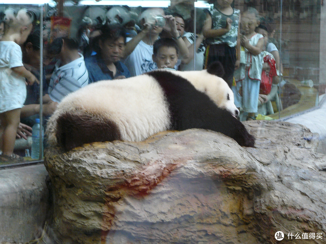#莫负好春光#北京动物园浏览攻略