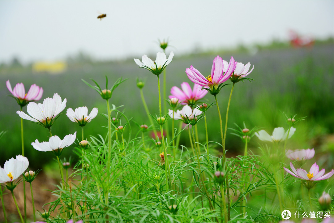 #莫负好春光#春天在哪里？记录西安的花花草草