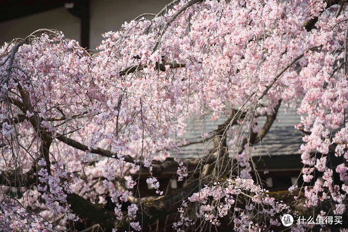 醍醐寺3月30日 京都 蹴上傾斜鐵道——山科疏水——哲學之道3月31日